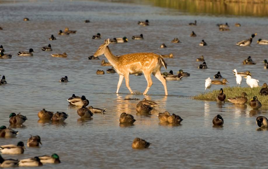que veure sant pere pescador (aiguamolls de l'empordà)