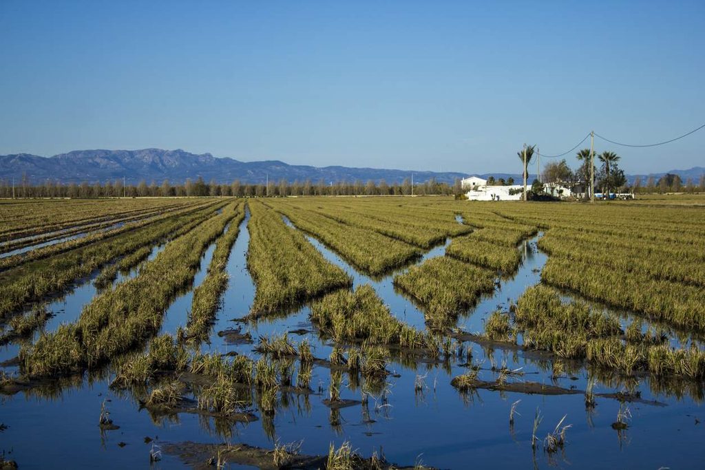 Arrozales del Delta